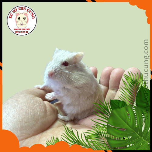 Hamster winter white màu trà sữa