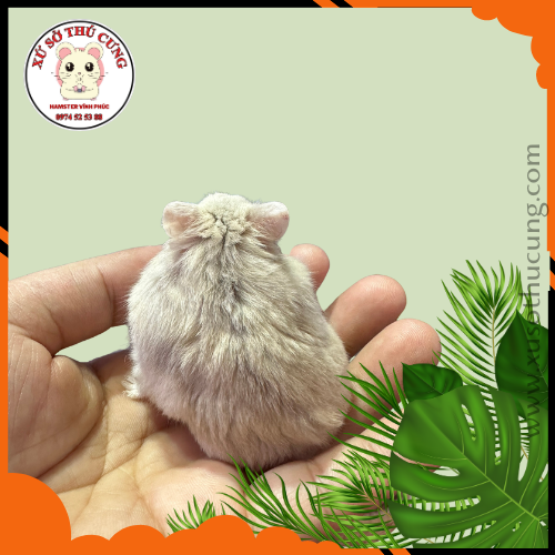Hamster winter white màu trà sữa
