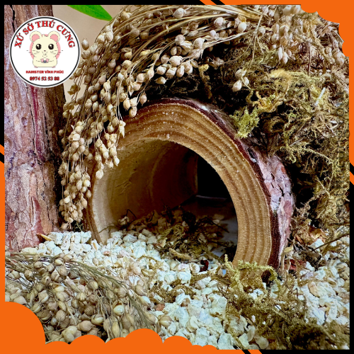 Hầm trú ẩn , hàng trú bằng gỗ mộc