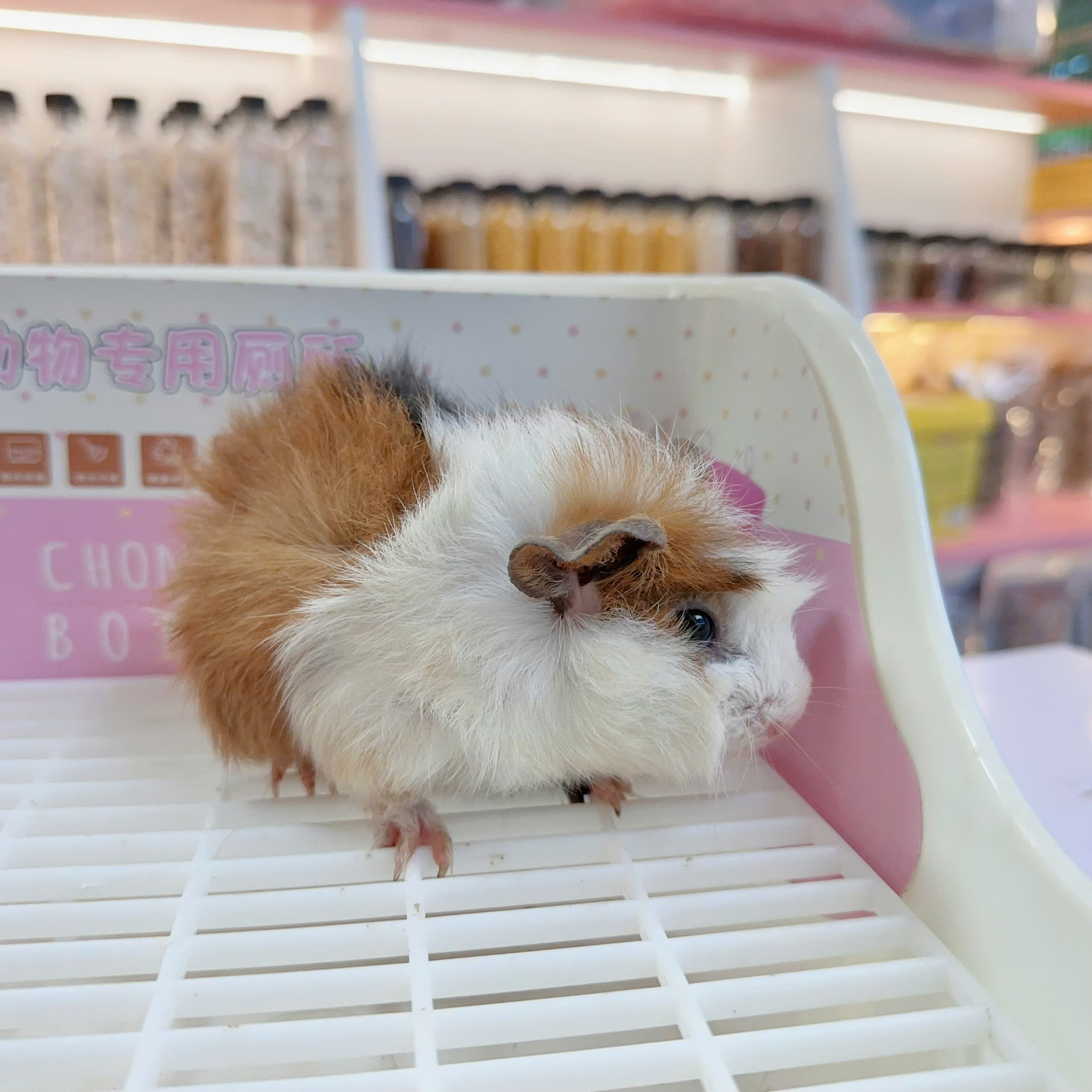 Bọ ú Aby- guineapig aby