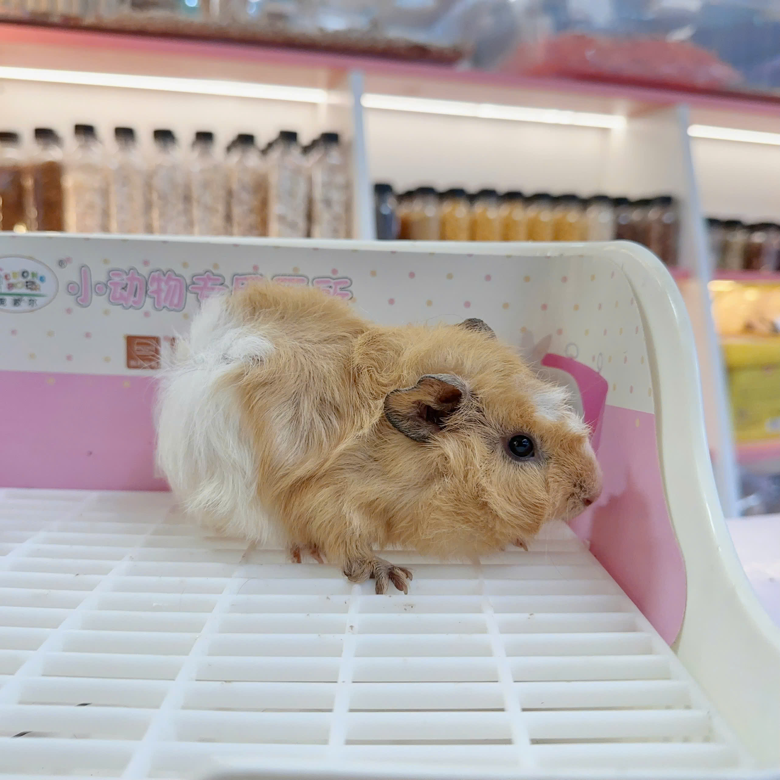Bọ ú Aby- guineapig aby