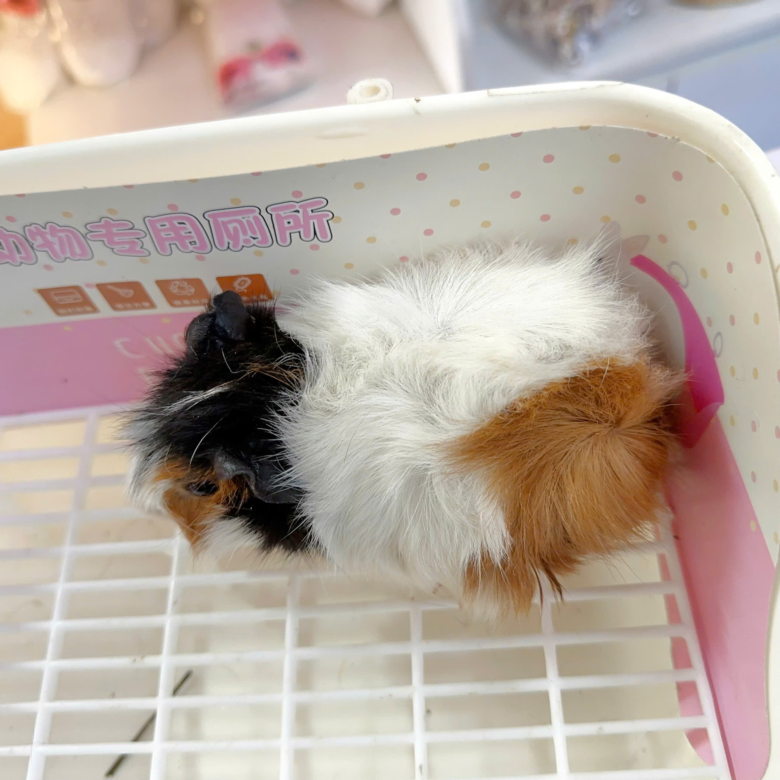 Bọ ú Aby- guineapig aby