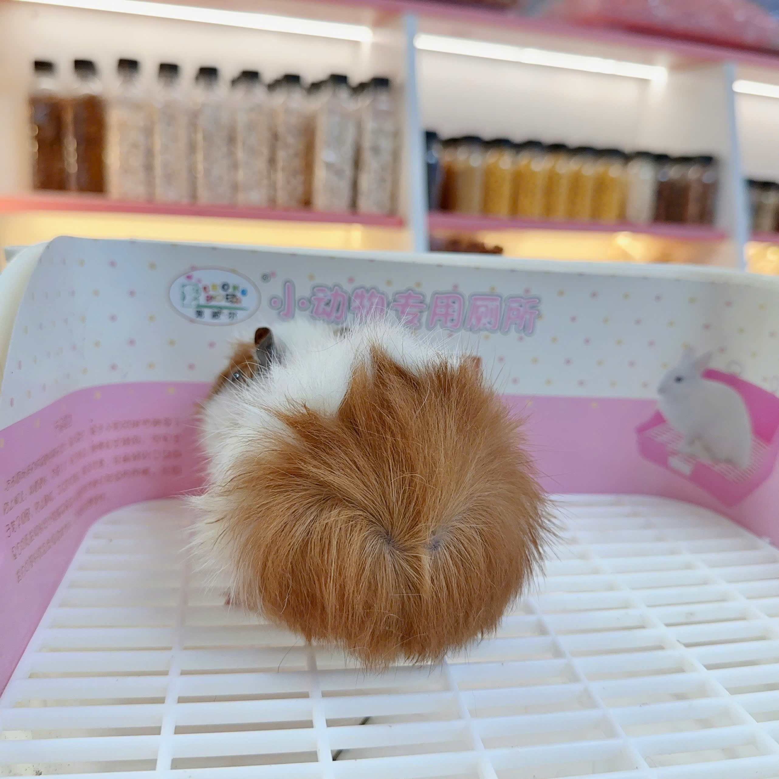 Bọ ú Aby- guineapig aby