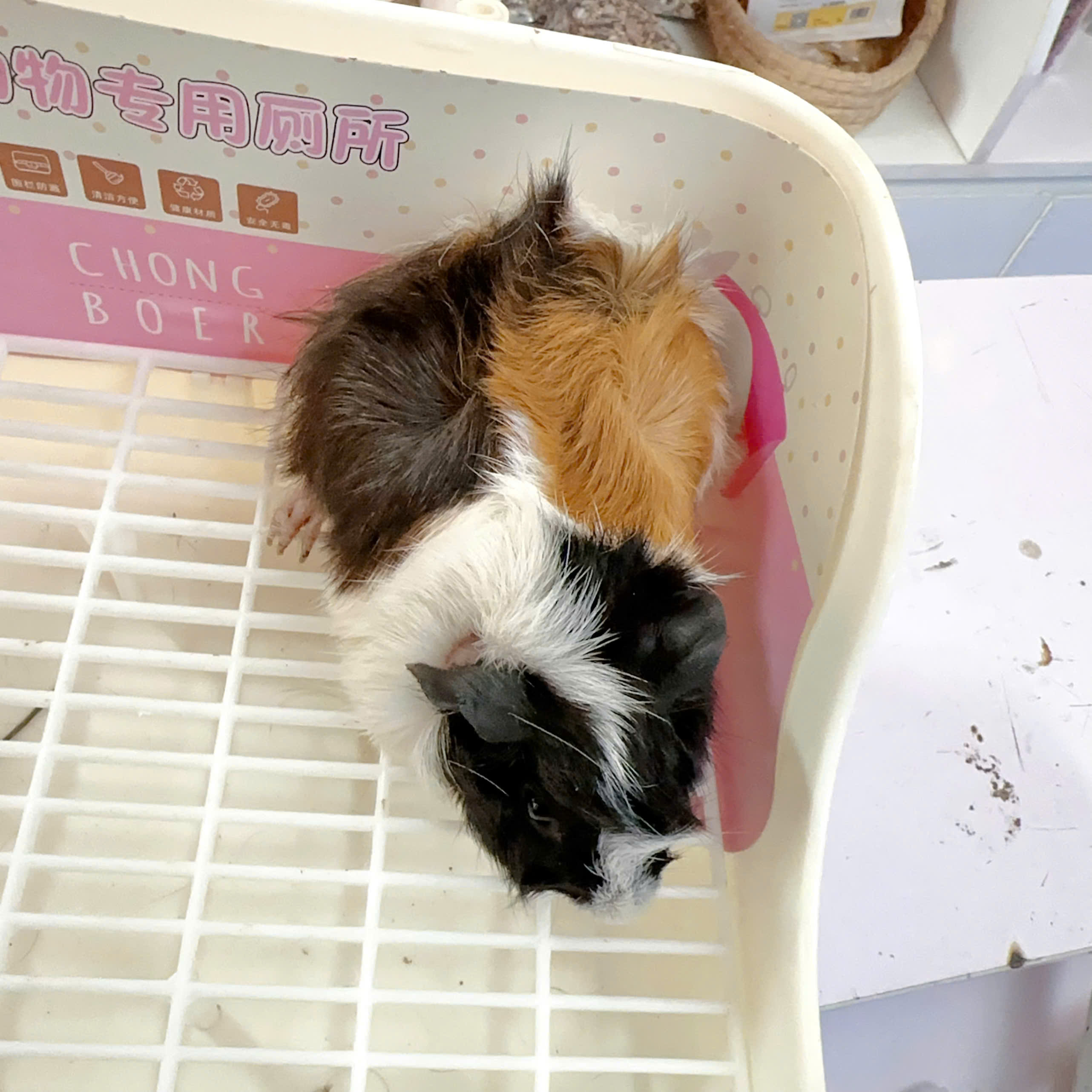 Bọ ú Aby- guineapig aby