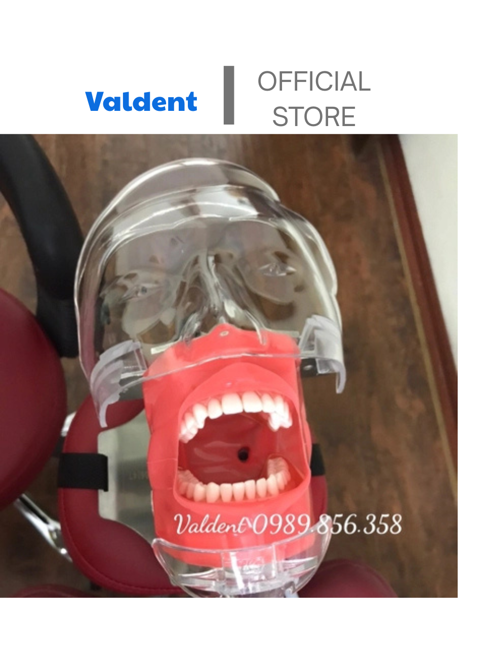 Mô hình thực hành nha khoa gắn ghế răng - Đầu Phantom thực hành nha khoa