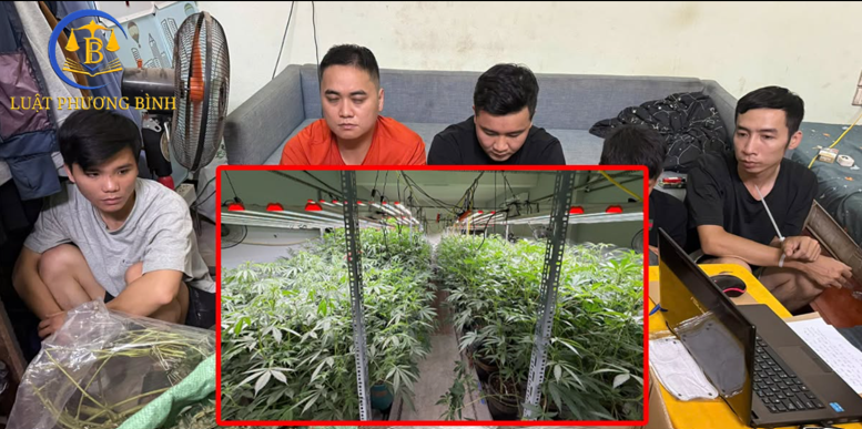 Vụ trồng 74kg cần sa ở Hưng Yên: Ranh giới giữa 
