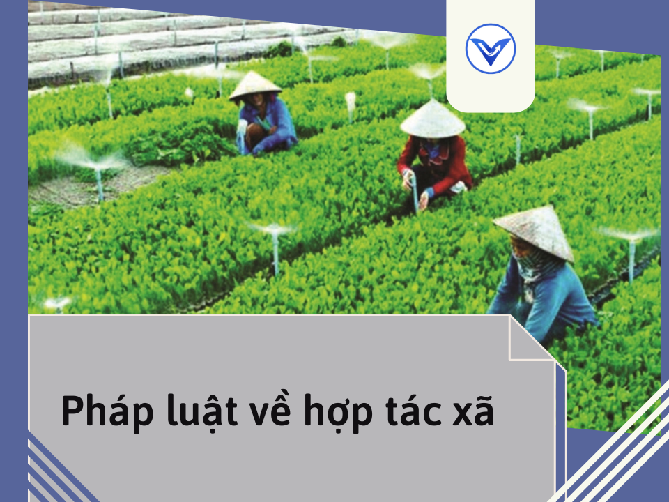 Pháp luật về hợp tác xã | Luật sư Luật doanh nghiệp | VietLawyer