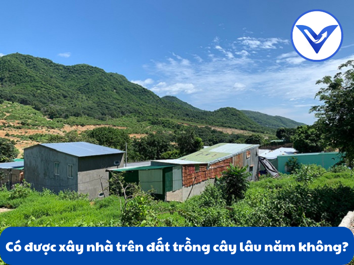 Có được xây nhà trên đất trồng cây lâu năm không?