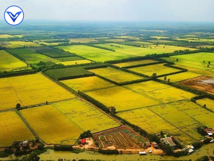 Đất nông nghiệp không sử dụng có bị thu hồi không?
