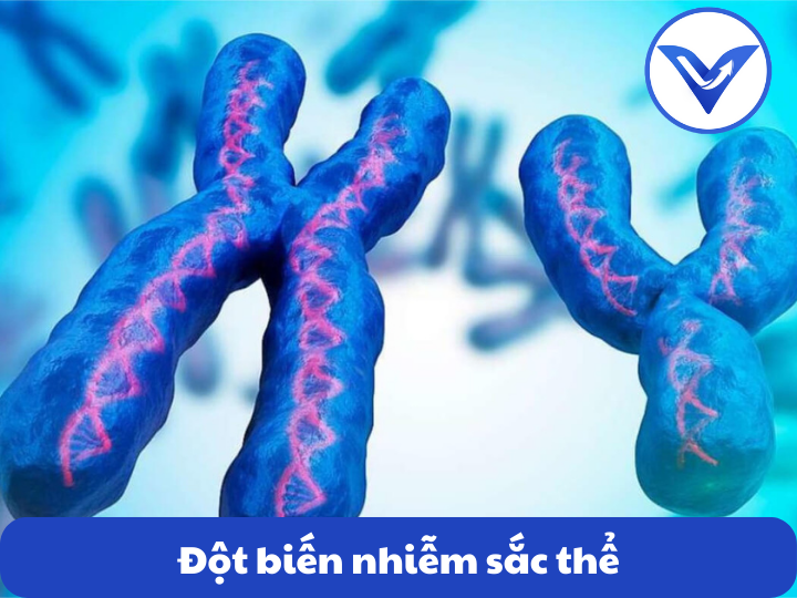 Đột biến nhiễm sắc thể - Sinh học 12 Bộ sách Cánh diều