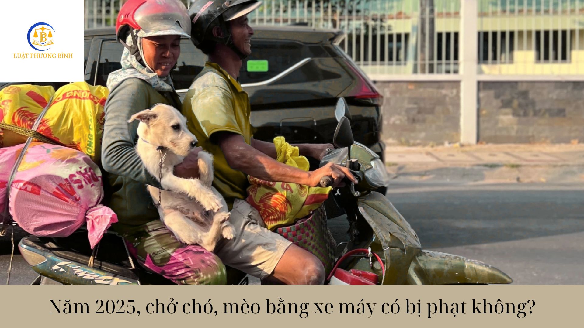 Năm 2025, chở chó, mèo bằng xe máy có bị phạt không?