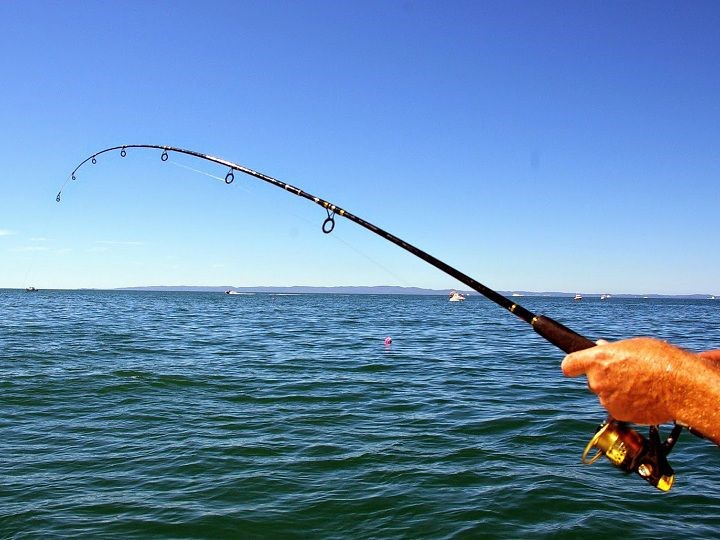 Hướng dẫn và chia sẻ về câu cá, cần câu cá cho người mới bắt đầu