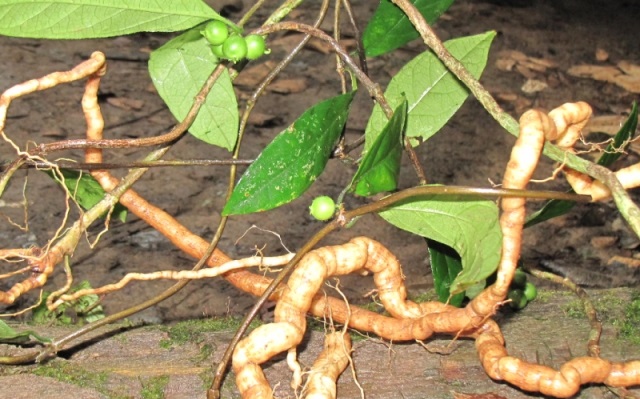 Cây ba kích với sinh lý nam giới?