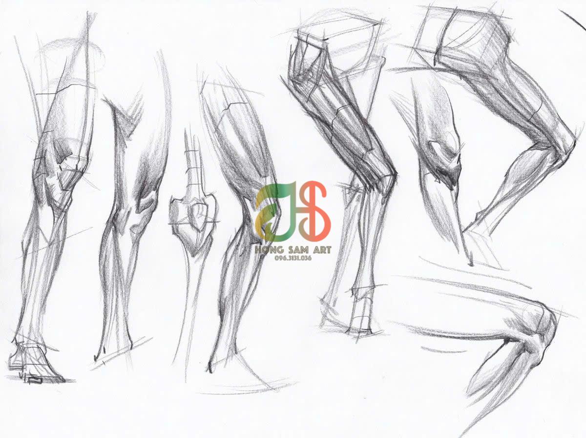 Tài Liệu Ôn Thi Giải Phẫu Cho Khối H, V: Nền Tảng Quan Trọng Giúp Bài Hình Họa Đạt Điểm Cao