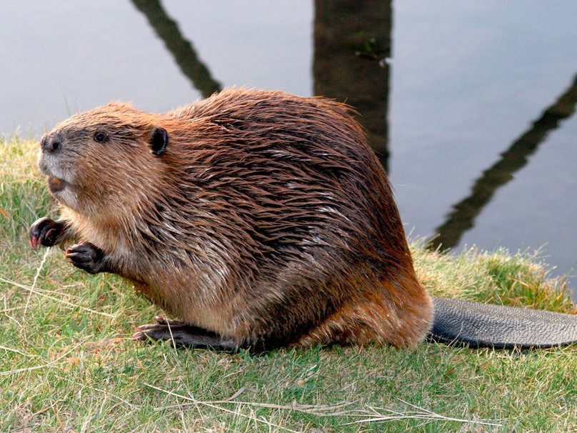 Бобровая струя для мужчин