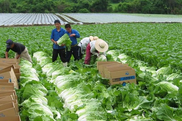 XKLĐ THỜI VỤ-HÀN QUỐC