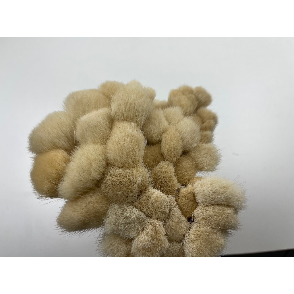 [HOT] CỌ VẼ MÀU NƯỚC LÔNG XÙ, CỌ LAU VÀNG