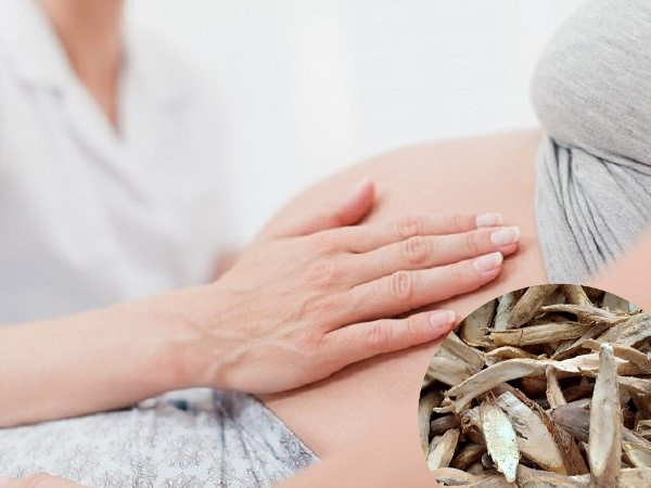 Uống củ gai nhiều có tốt không? - Những điều cần biết về công dụng và tác dụng phụ của củ gai