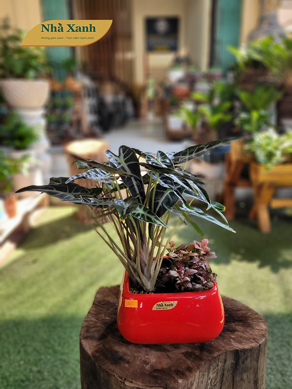 Cây xanh để bàn 25