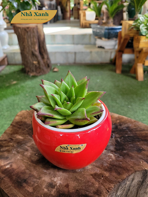 Cây xanh để bàn 6