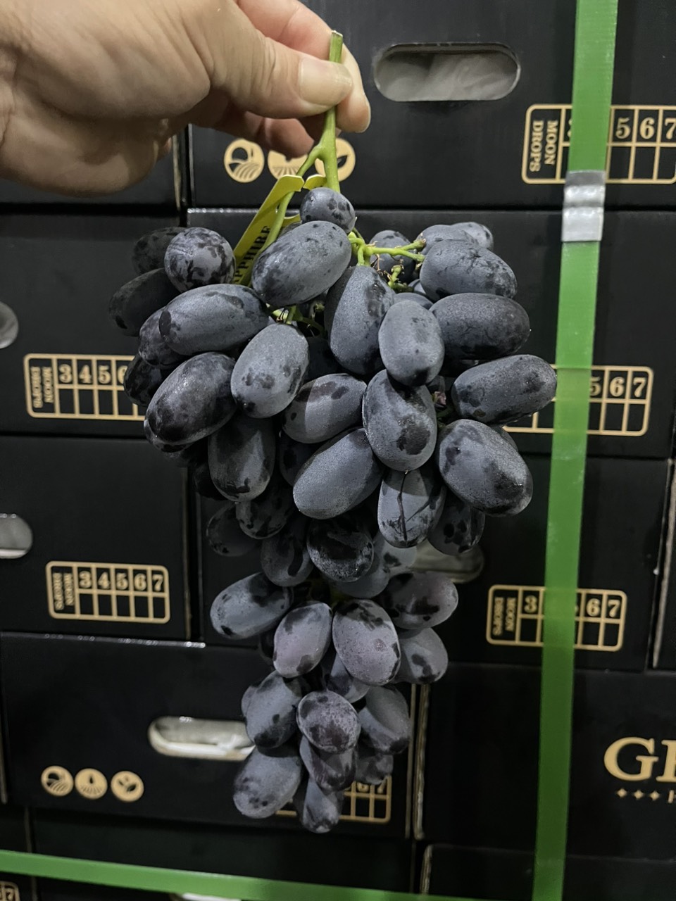 Giá bán và các loại nho sữa đen trên thị trường