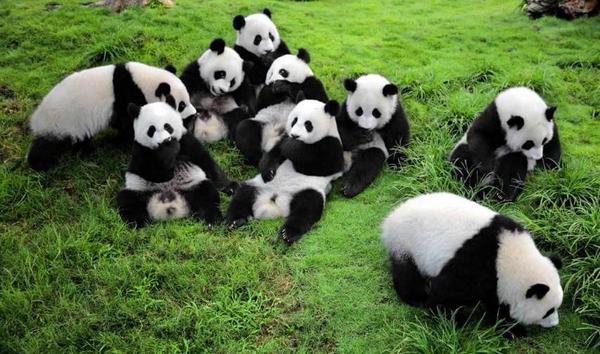 DU LỊCH TRUNG QUỐC 6N5Đ: THÀNH ĐÔ - CỬU TRẠI CÂU - ĐÔ GIANG YỂN