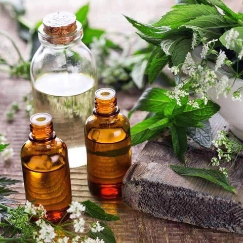 Những loại trái cây Nhật đắt như vàng ròng đổ bộ về Việt Nam Những loại trái cây Nhật đắt như vàng ròng đổ bộ về Việt Nam