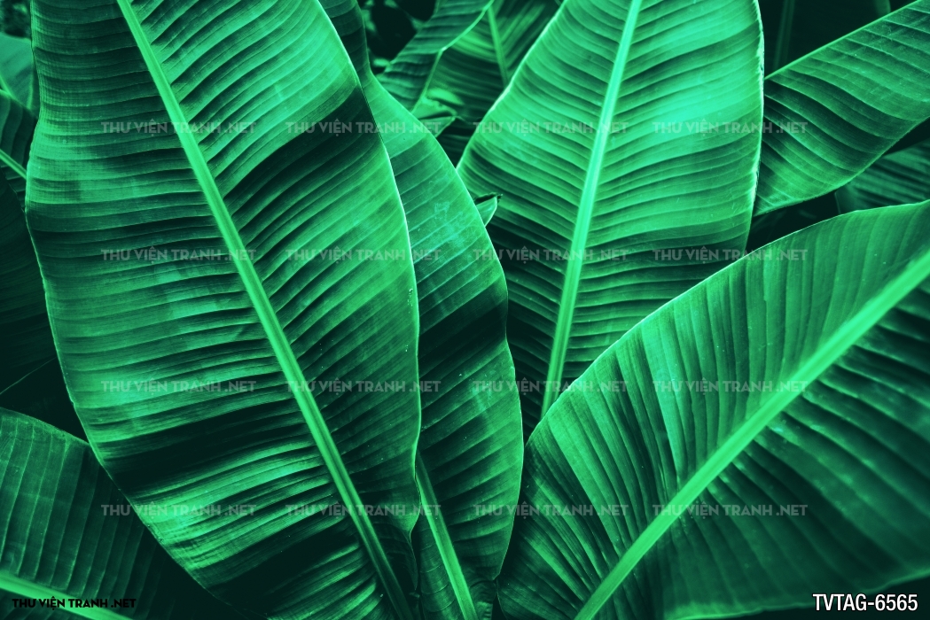 Tranh dán tường lá chuối- Banana Leaf