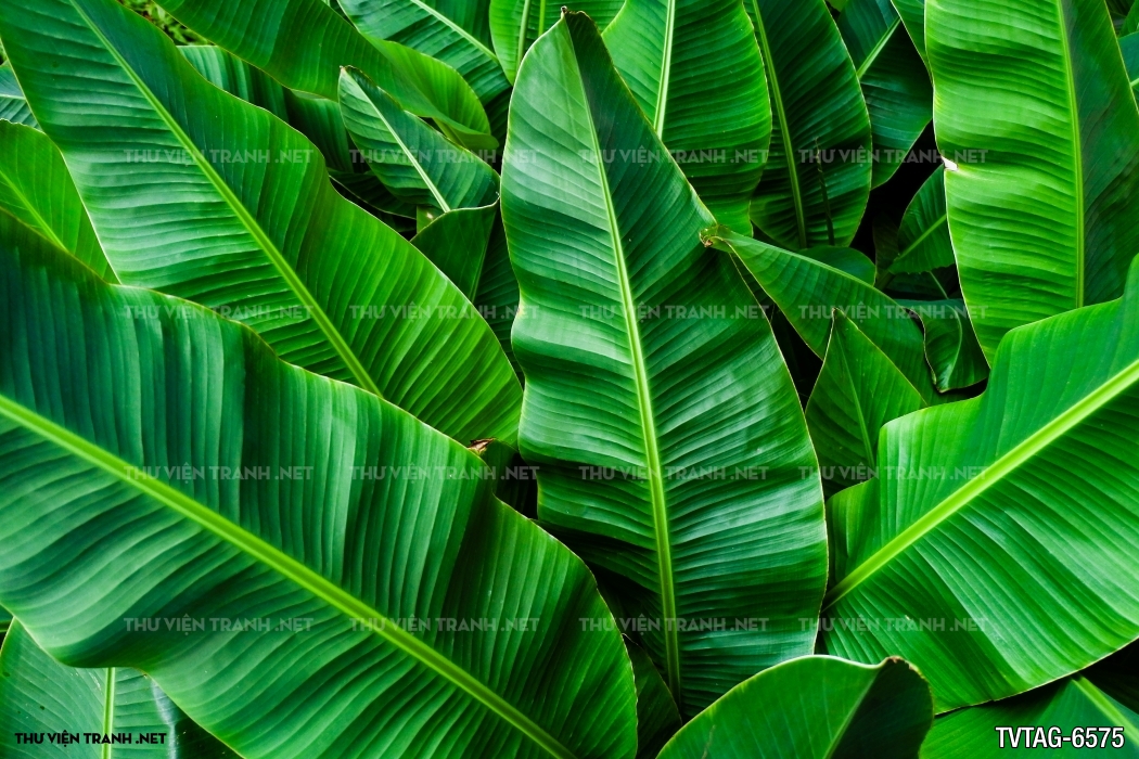 Tranh dán tường lá chuối- Banana Leaf