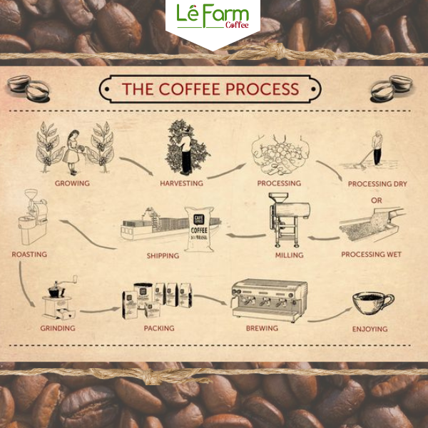 HÀNH TRÌNH TỪ HẠT ĐẾN TÁCH CAFE Lefarm-Coffee