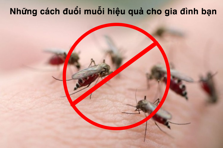 Những Cách Đuổi Muỗi Hiệu Quả Cho Gia Đình Bạn