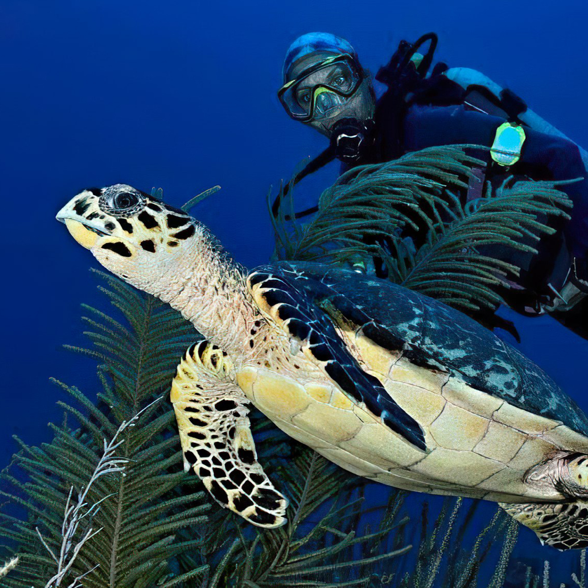 Đèn Báo Định Vị Princeton Tec Meridian Strobe/Beacon Light