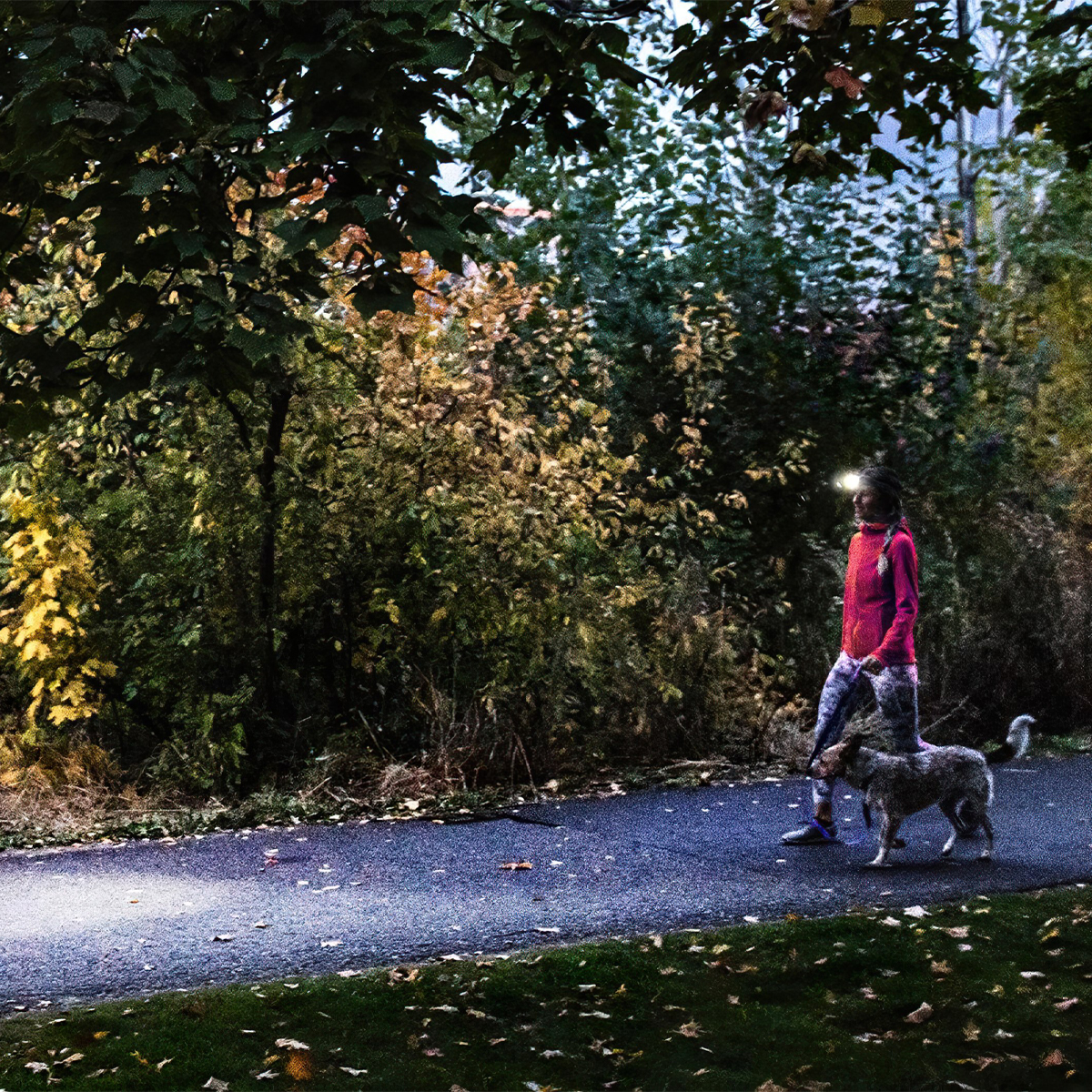 LedLenser Hf4R Core Đèn Pin Cắm Trại