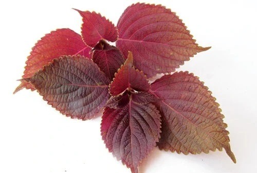 Trà Yamakan Shiso Tea Tía Tô, 8g x 22 gói