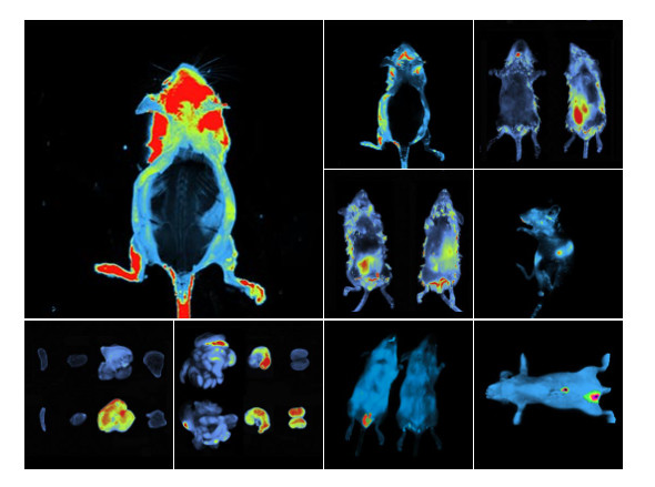 Hệ thống chụp ảnh quang sinh học và huỳnh quang NEWTON 7.0, Hãng: Vilber/Pháp