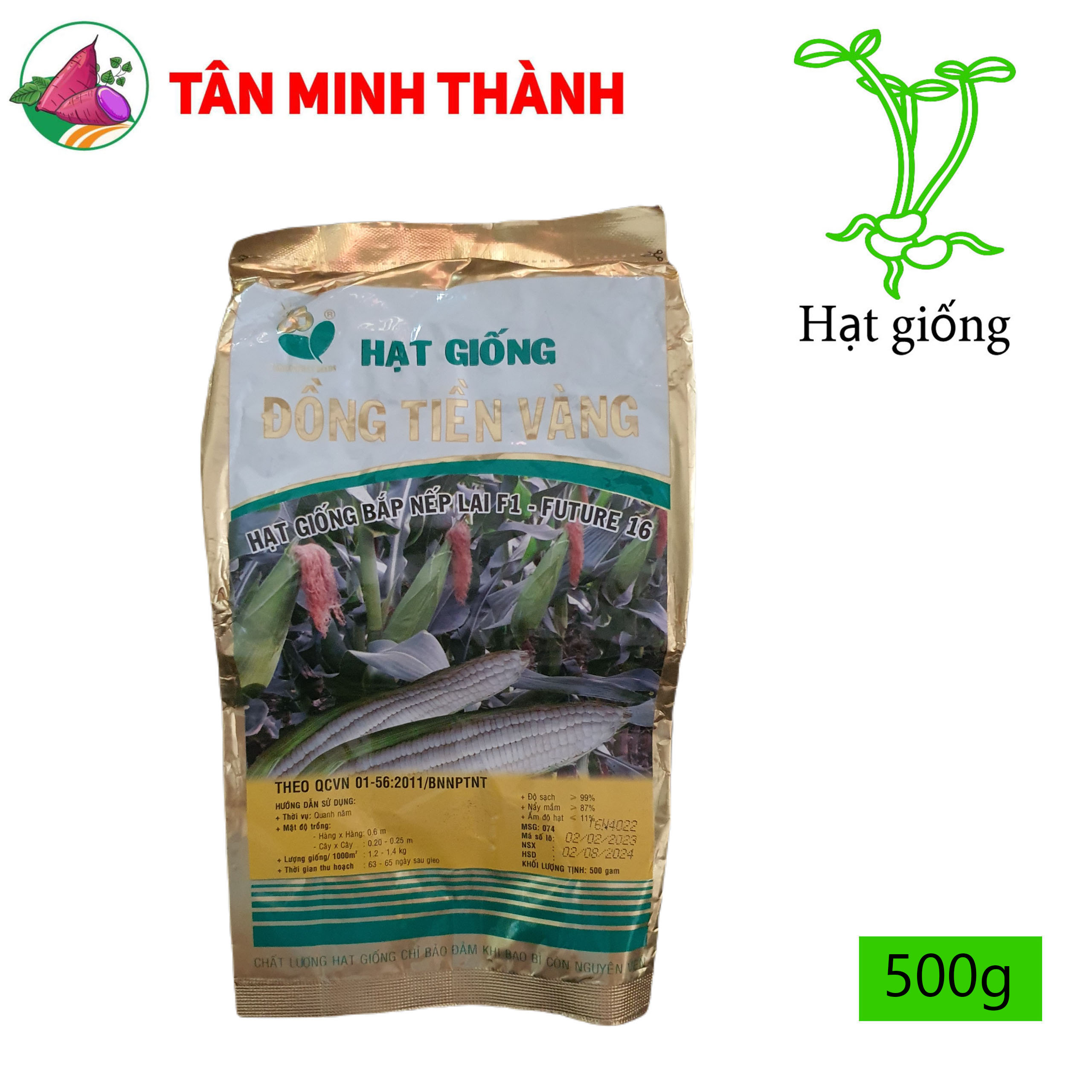 Bắp Nếp FUTURE 16 - Hạt giống Đồng Tiền Vàng