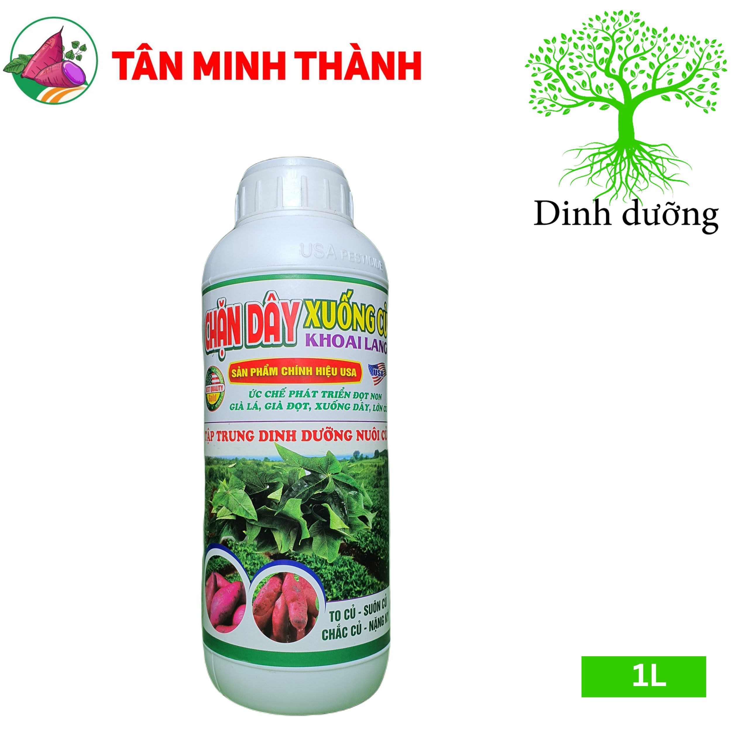Chặn Dây Xuống Củ Khoai Lang - Thuốc đứng dây, tạo củ, to củ, suôn củ, chắc củ, lớn phì củ, nặng ký, chống thối củ