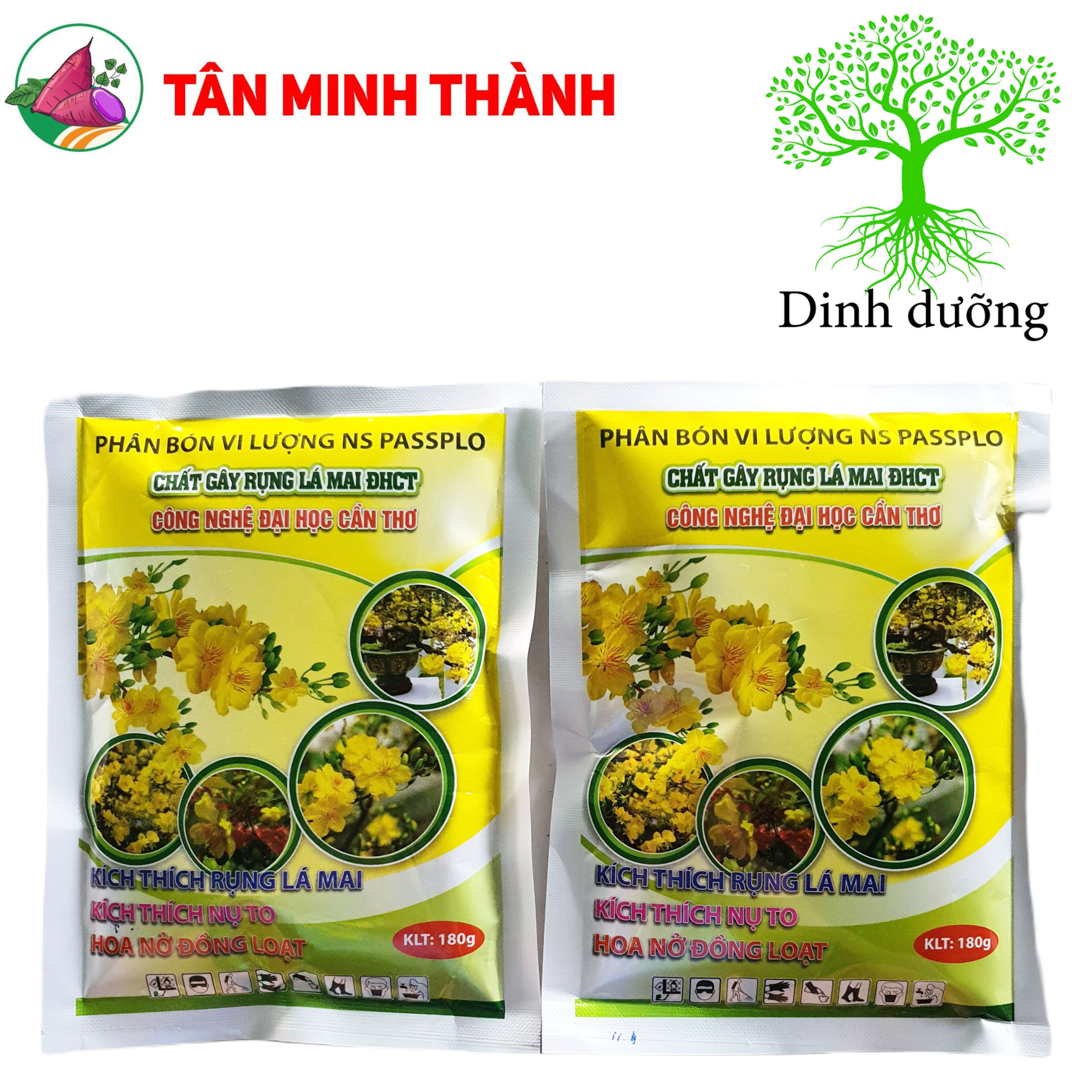 Chất Rụng Lá Mai Vàng Đại Học Cần Thơ - Kích thích nụ to, hoa nở đồng loạt, mai vàng nhiều hoa