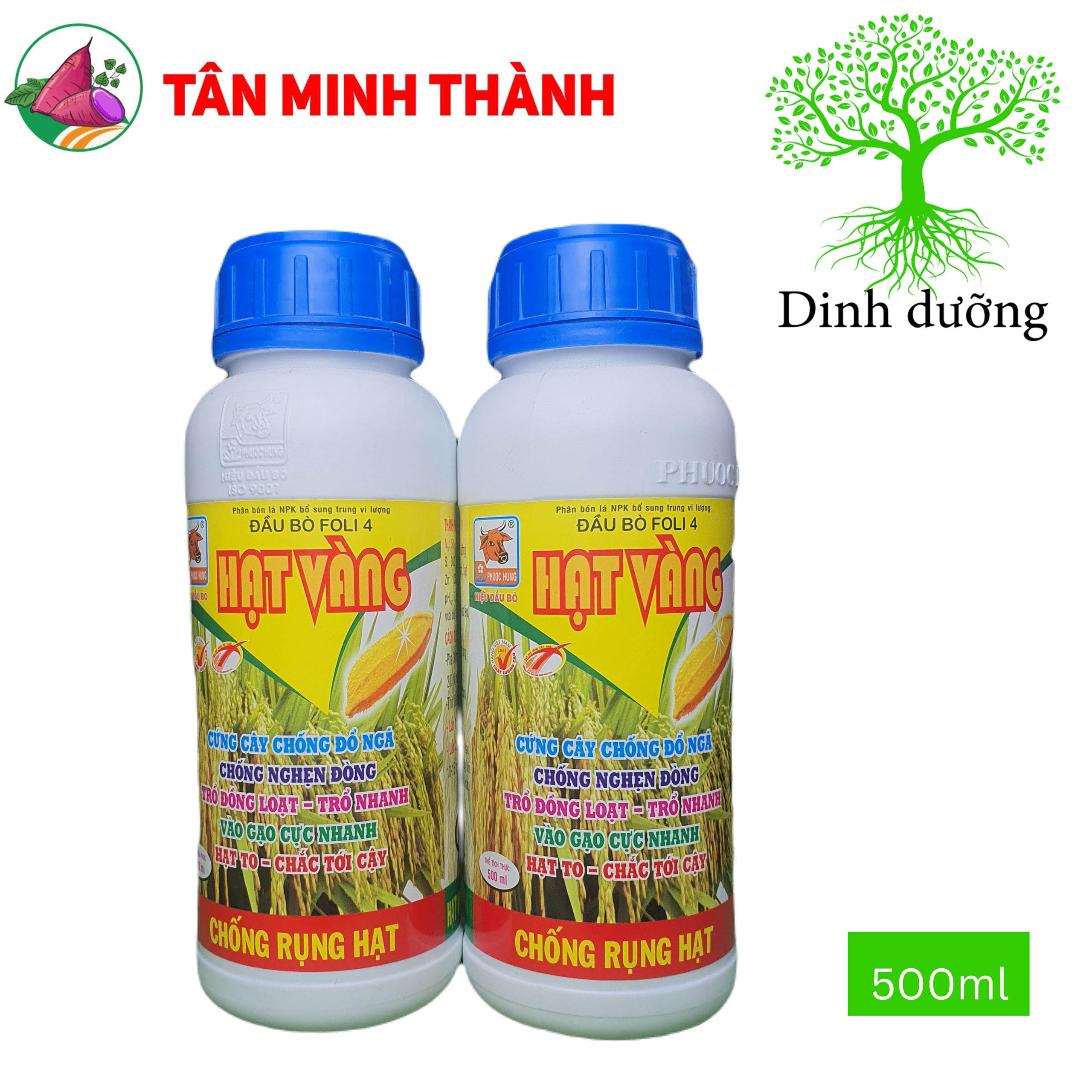 Hạt Vàng Đầu Bò Foli4 - Siêu to hạt, vô gạo, chắc tới cậy, trổ nhanh, đồng loạt, cứng câ, chống nghẹn đồng
