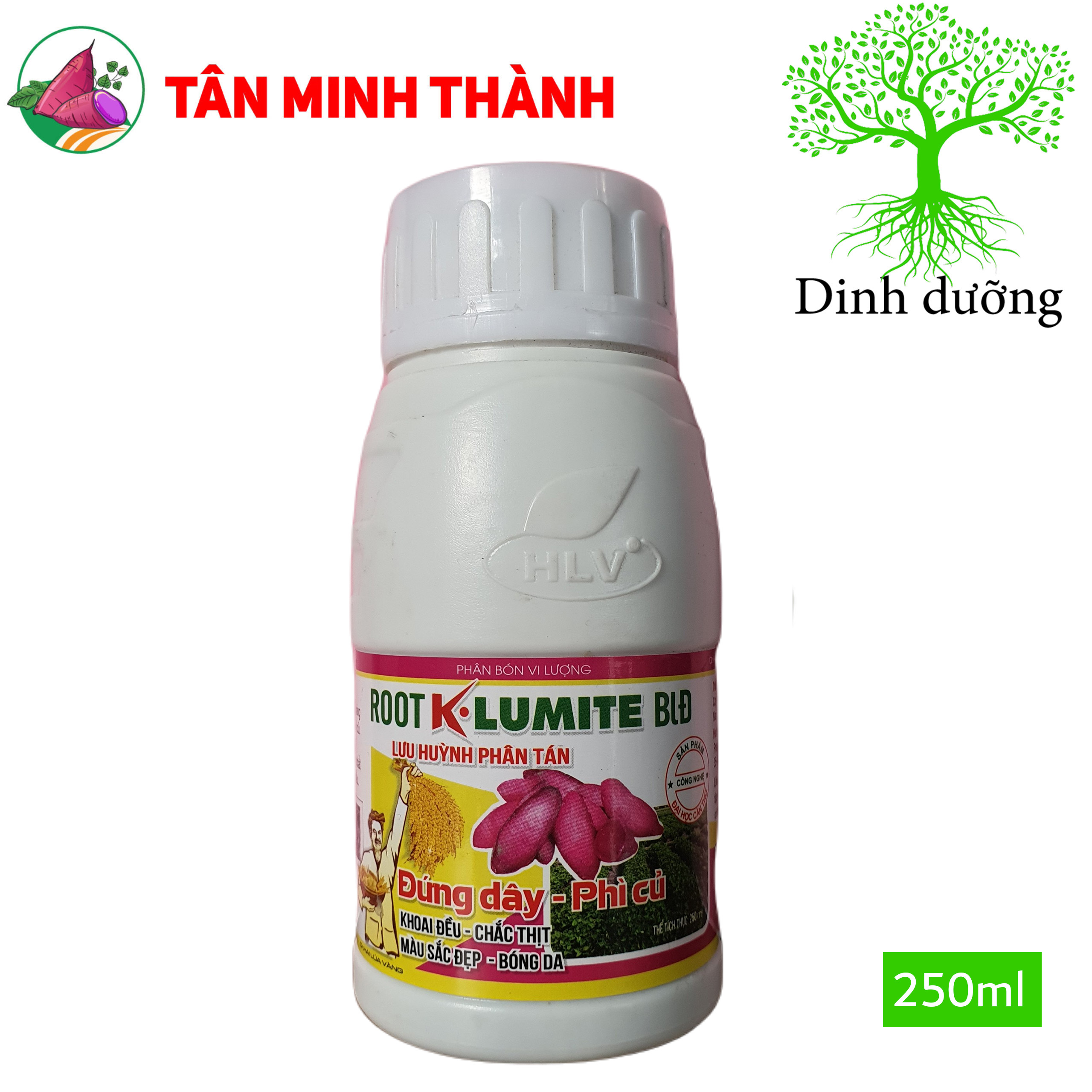 Root KLumite BLĐ Khoai Lang - Thuốc đứng dây, phì củ, to củ đều, chắc thịt, bóng da, đẹp màu