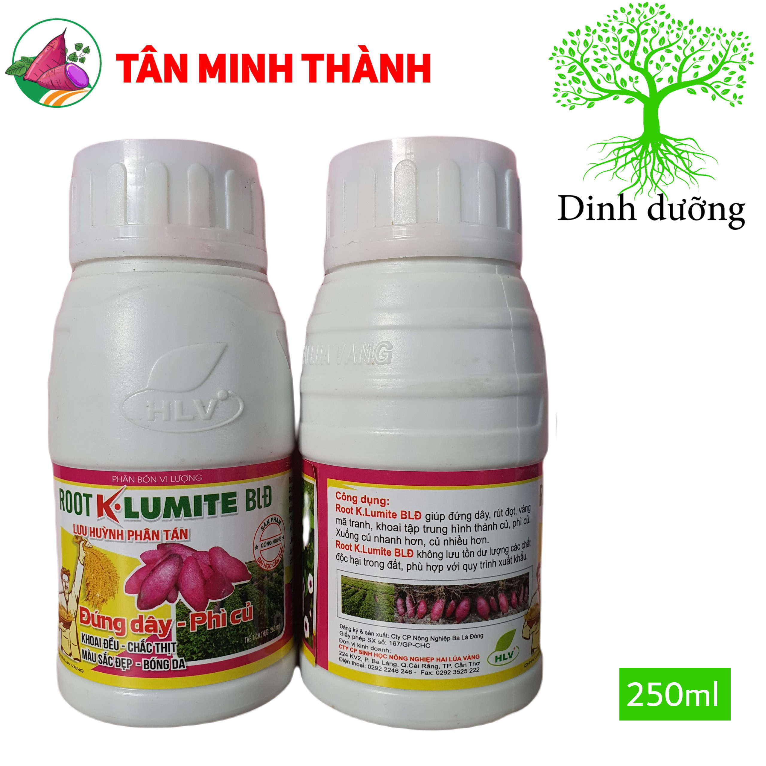 Root KLumite BLĐ Khoai Lang - Thuốc đứng dây, phì củ, to củ đều, chắc thịt, bóng da, đẹp màu