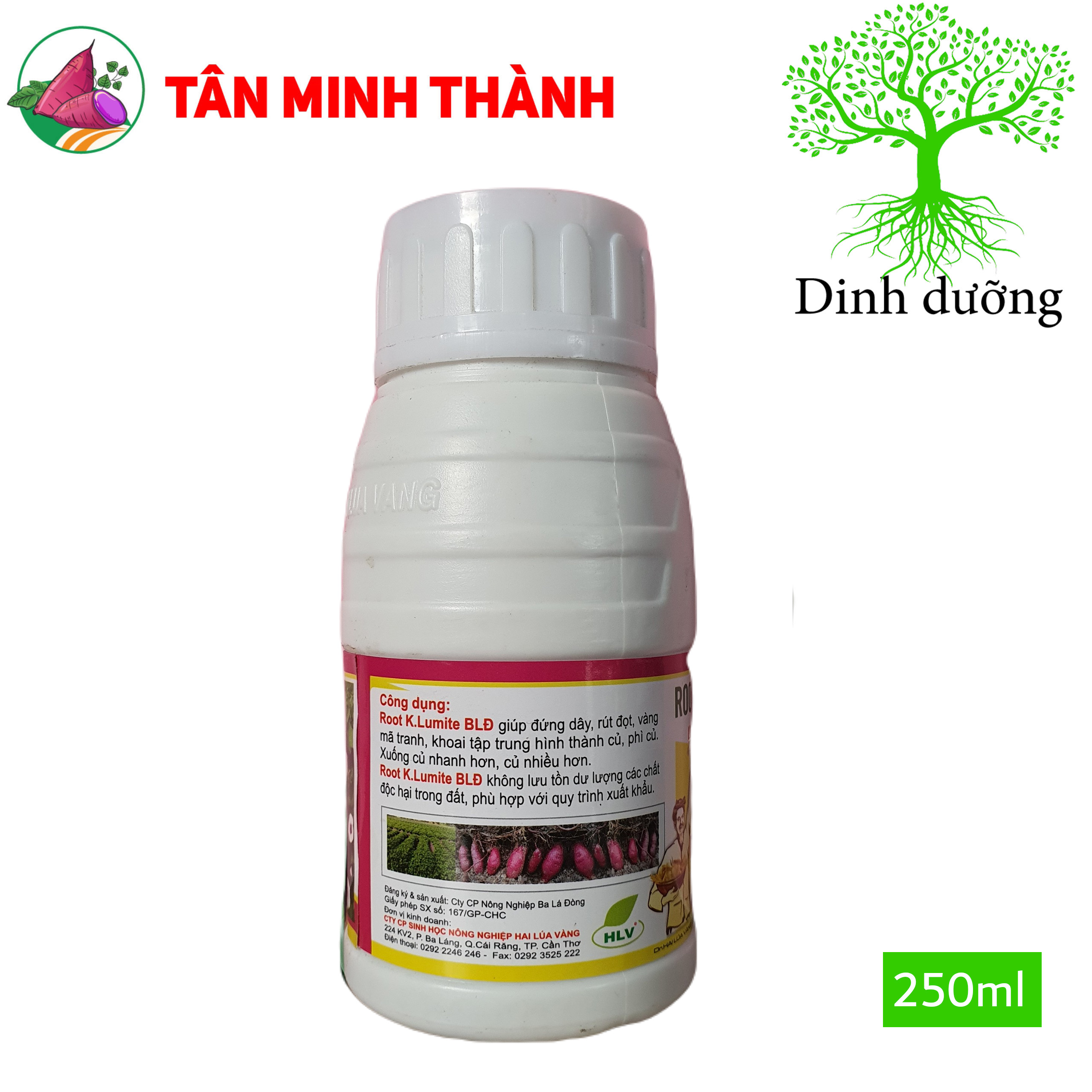 Root KLumite BLĐ Khoai Lang - Thuốc đứng dây, phì củ, to củ đều, chắc thịt, bóng da, đẹp màu