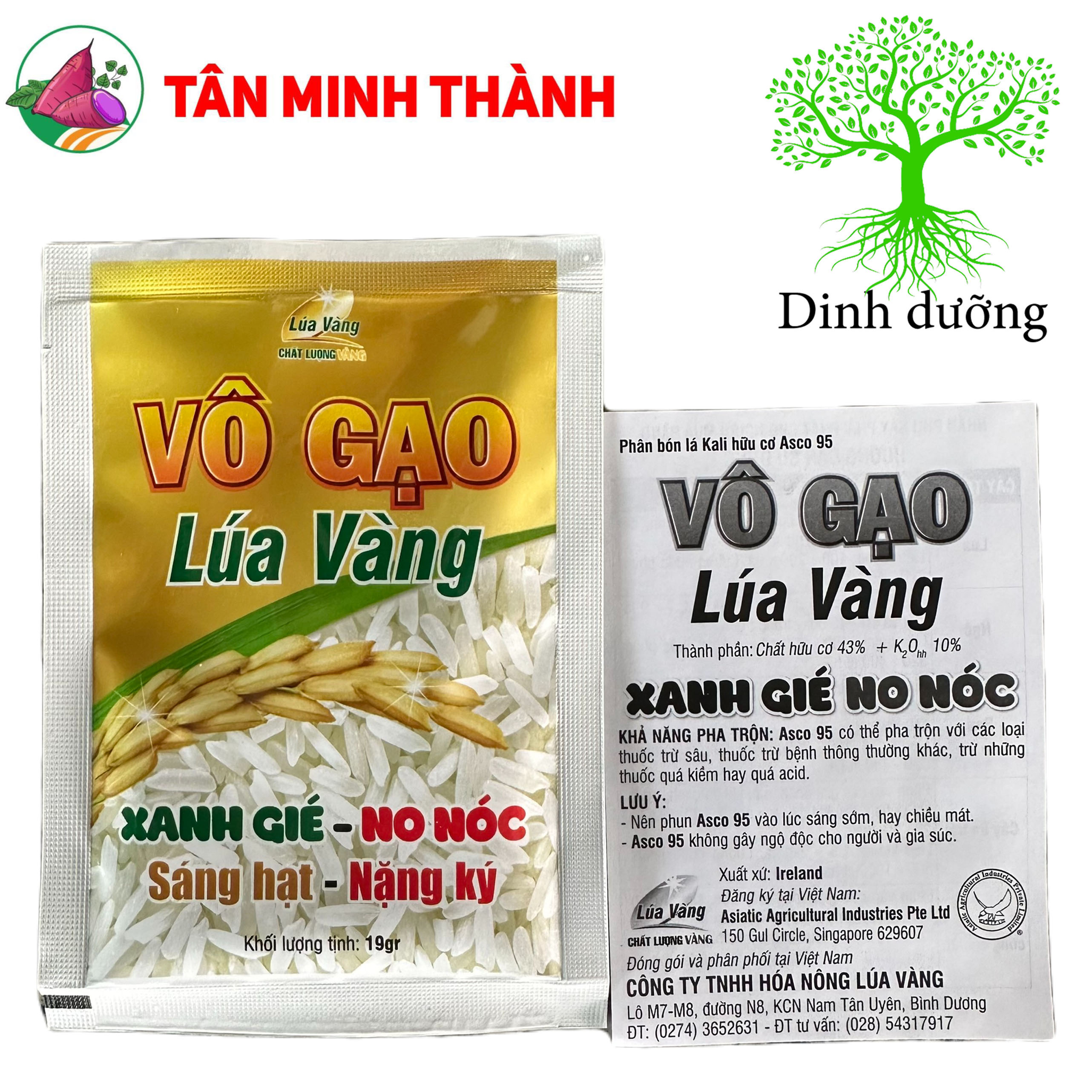 Vô Gạo Lúa Vàng - Thuốc siêu to hạt, xanh lá đồng, sáng hạt, nặng ký