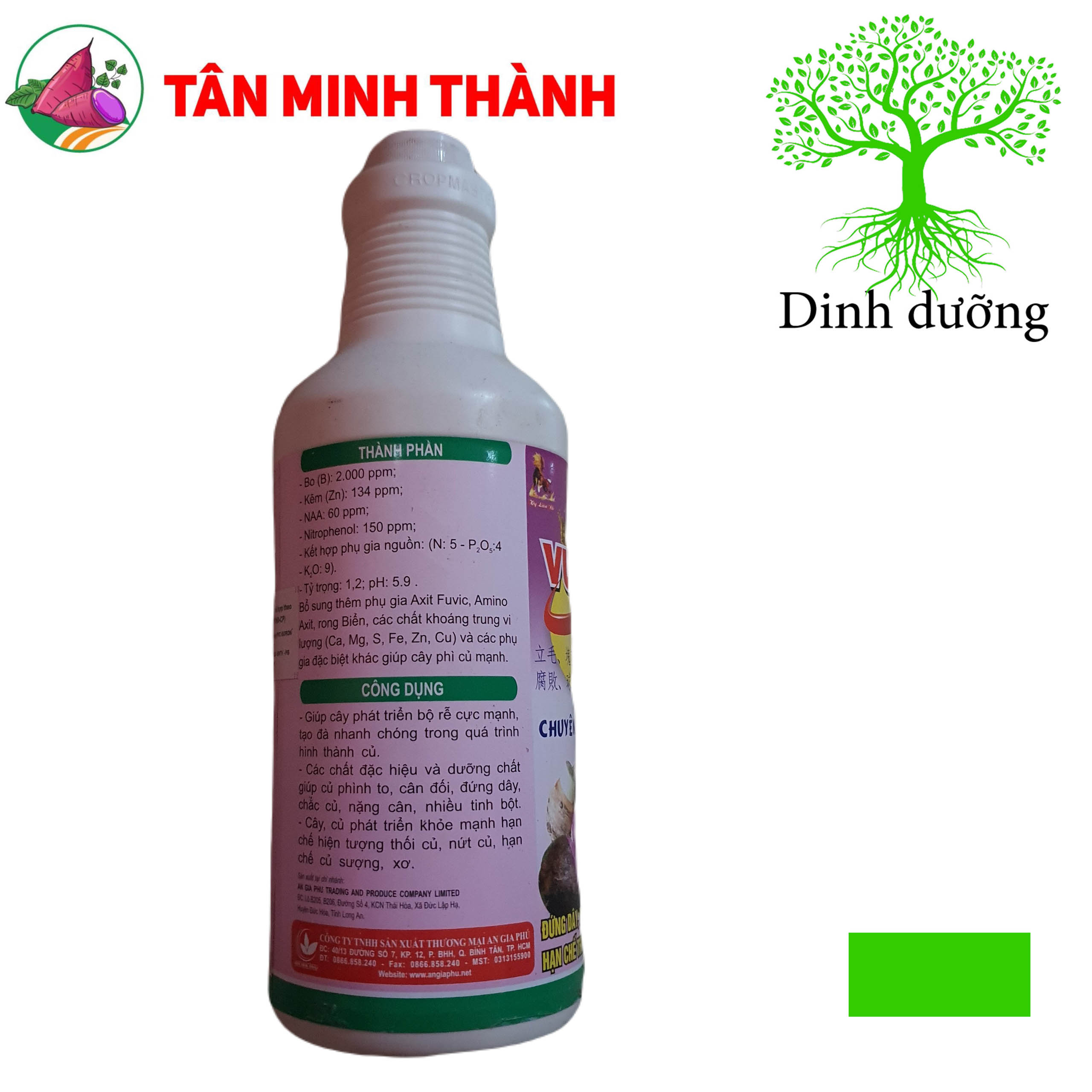 Vua Phì Củ Nhật - Thuốc đứng dây, to củ, bóng củ, lớn củ, nặng ký, hạn chế thối đồng tiền, sượng củ, thối củ