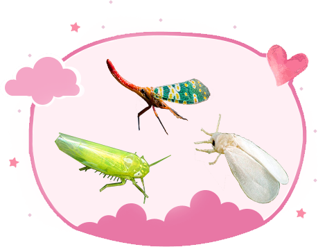 Thuốc trừ rầy – rệp