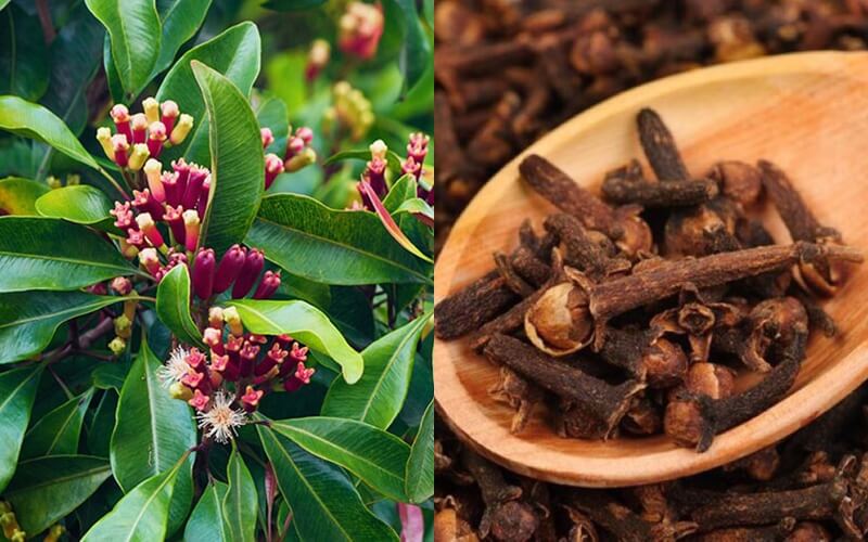 Nụ đinh hương là gia vị không thể thiểu cho món phở ngon
