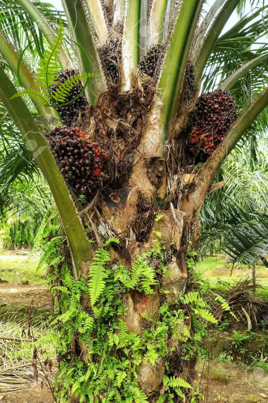 Cây Cọ Dầu