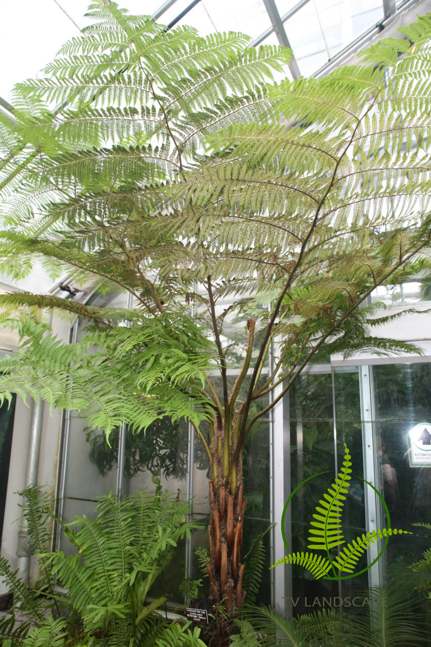Cây Dương Xỉ Cổ