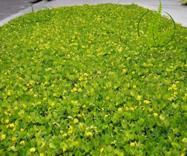 Cây Cỏ Lạc
