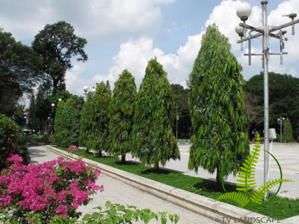 Cây Hoàng Nam
